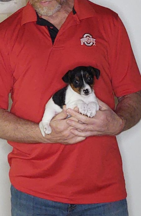 Jack, an 8-week-old male Jack Russell Terrier.