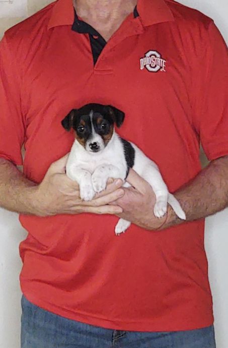 Jack, an 8-week-old male Jack Russell Terrier.