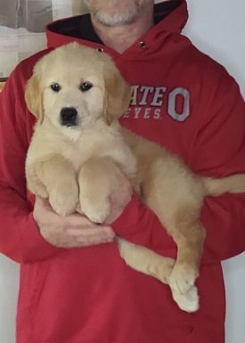 Lady, an 8-week-old female Golden Retriever