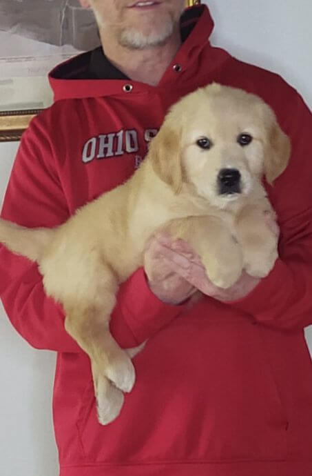 Lady, an 8-week-old female Golden Retriever