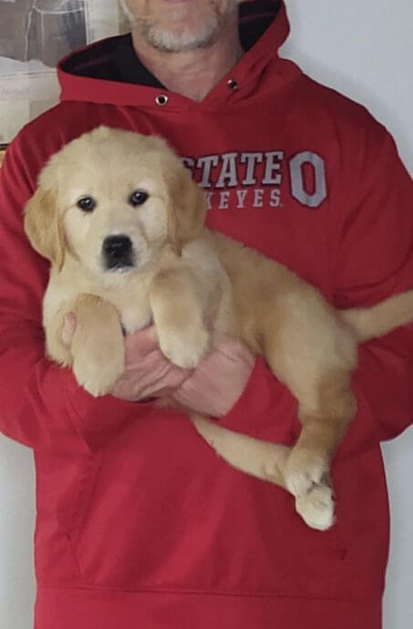 Lady, an 8-week-old female Golden Retriever