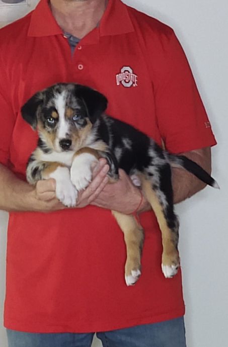Leo, an 8-week-old male Australian Shepherd mix.