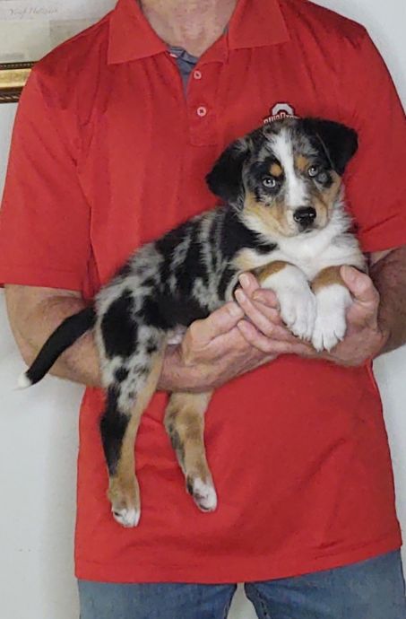 Leo, an 8-week-old male Australian Shepherd mix.
