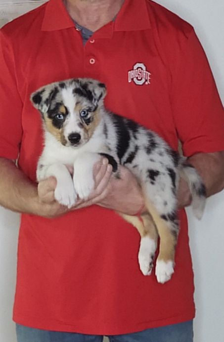 Levi, an 8-week-old male Australian Shepherd mix.
