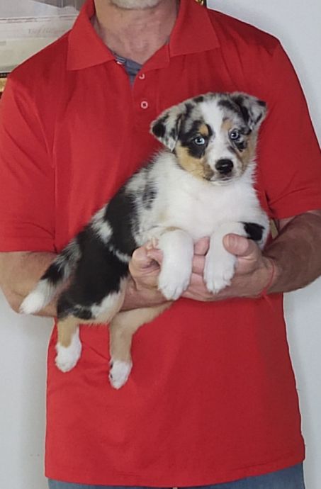 Levi, an 8-week-old male Australian Shepherd mix.