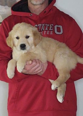 Lily, an 8-week-old female Golden Retriever