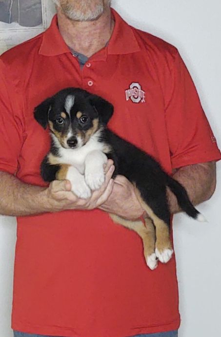 Lily, an 8-week-old female Australian Shepherd mix.