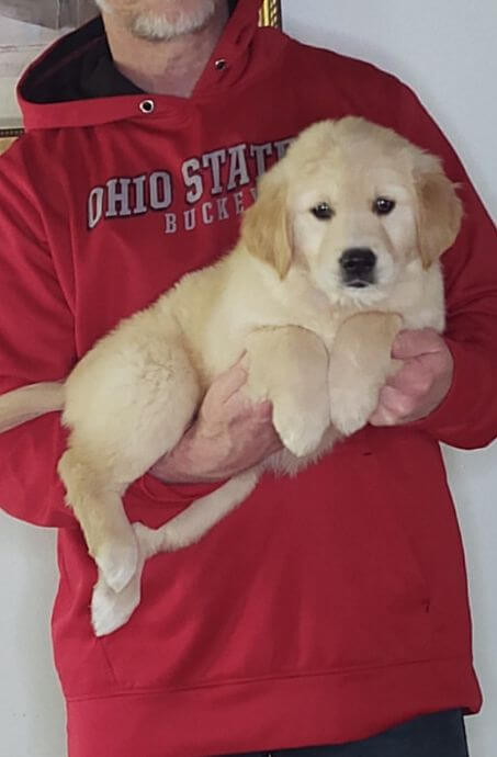 Lily, an 8-week-old female Golden Retriever