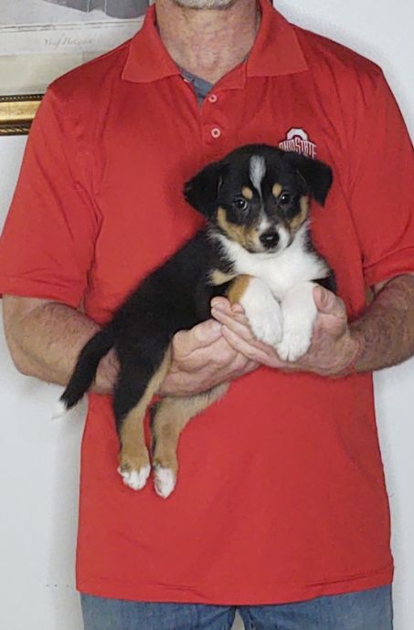 Lily, an 8-week-old female Australian Shepherd mix.