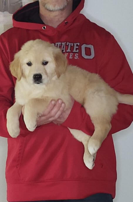 Lily, an 8-week-old female Golden Retriever