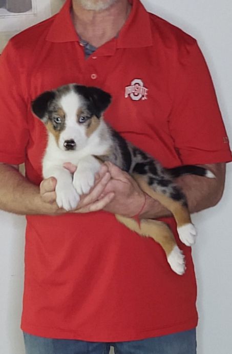 Loki