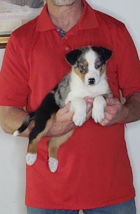 Loki, an 8-week-old male Australian Shepherd mix.