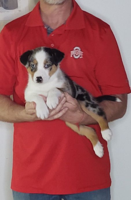 Loki, an 8-week-old male Australian Shepherd mix.