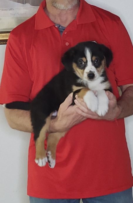 Louie, an 8-week-old male Australian Shepherd mix.