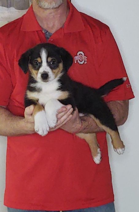 Louie, an 8-week-old male Australian Shepherd mix.