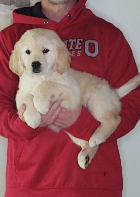 Love, an 8-week-old female Golden Retriever