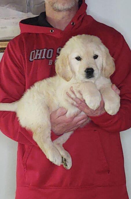 Love, an 8-week-old female Golden Retriever