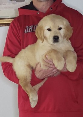 Lucky, an 8-week-old male Golden Retriever