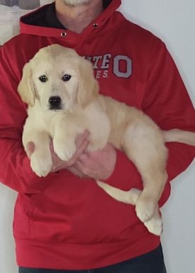 Lucy, an 8-week-old female Golden Retriever