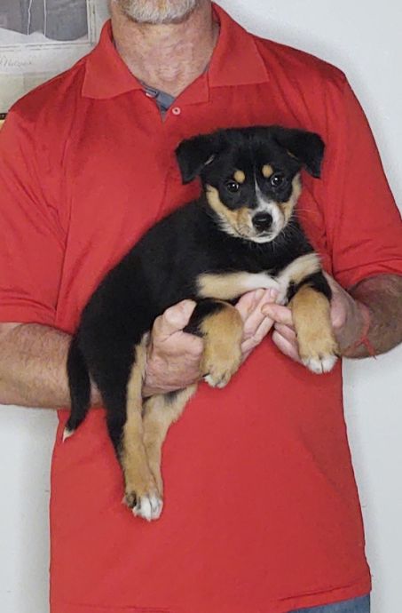 Lucy, an 8-week-old female Australian Shepherd mix.