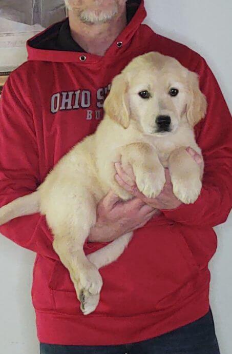 Lucy, an 8-week-old female Golden Retriever