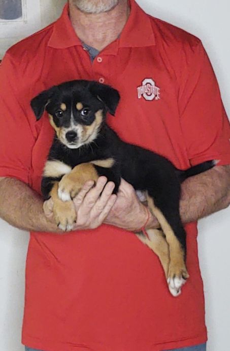 Lucy, an 8-week-old female Australian Shepherd mix.