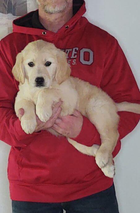 Lucy, an 8-week-old female Golden Retriever