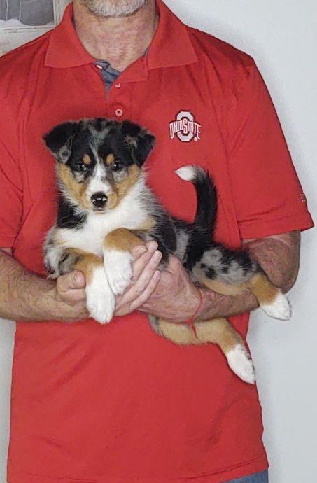 Luna, an 8-week-old female Australian Shepherd mix.