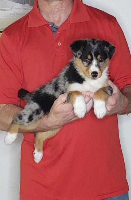 Luna, an 8-week-old female Australian Shepherd mix.