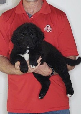 Mario, an 8-week-old male Labrador Retriever, Border Collie, Australian Shepherd mix