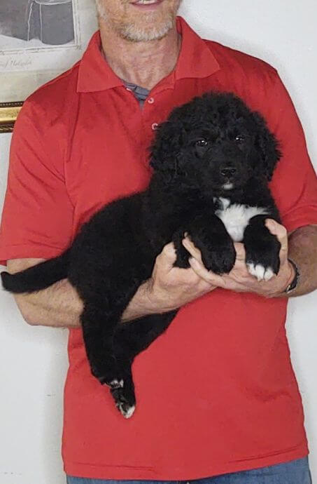Mario, an 8-week-old male Labrador Retriever, Border Collie, Australian Shepherd mix
