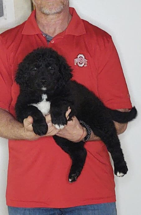 Mario, an 8-week-old male Labrador Retriever, Border Collie, Australian Shepherd mix
