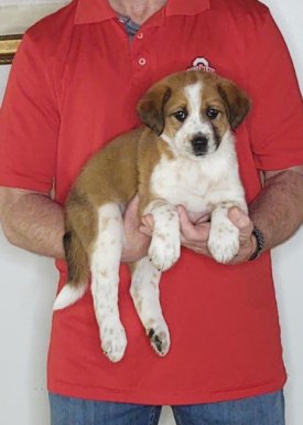 Mason, an 8-week-old male Labrador Retriever, Border Collie, Australian Shepherd mix
