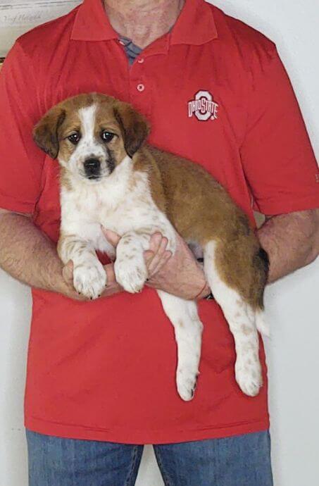 Mason, an 8-week-old male Labrador Retriever, Border Collie, Australian Shepherd mix