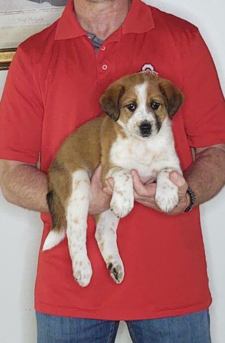 Mason, an 8-week-old male Labrador Retriever, Border Collie, Australian Shepherd mix