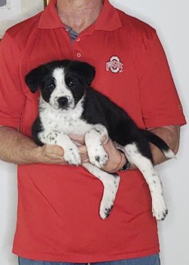Max, an 8-week-old male Labrador Retriever, Border Collie, Australian Shepherd mix