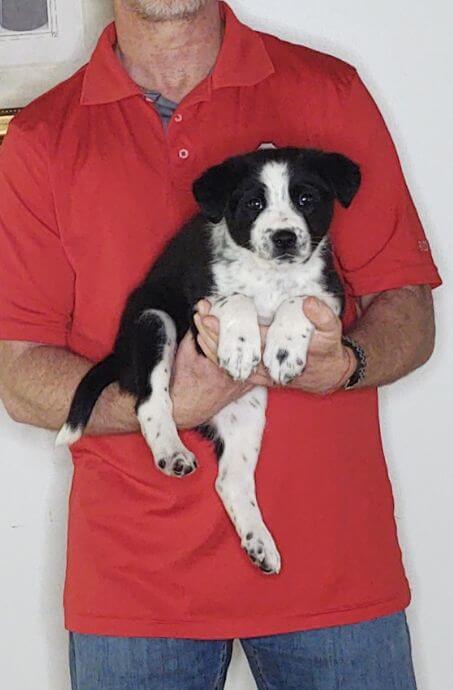 Max, an 8-week-old male Labrador Retriever, Border Collie, Australian Shepherd mix