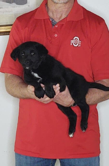 Molly, an 8-week-old female Labrador Retriever, Border Collie, Australian Shepherd mix