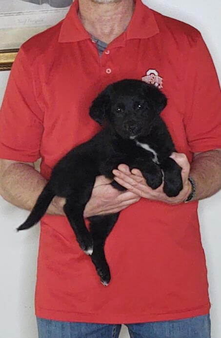 Molly, an 8-week-old female Labrador Retriever, Border Collie, Australian Shepherd mix