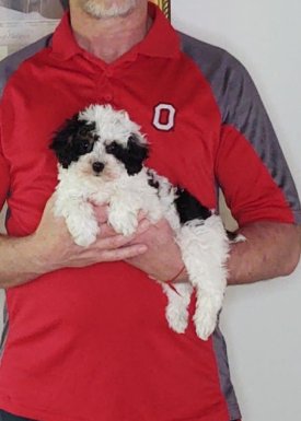 Pixie, an 8-week-old female Mini Poodle.
