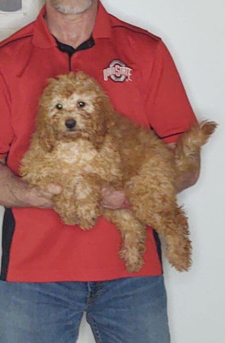 Rascal, a 12-week-old male Mini Goldendoodle.