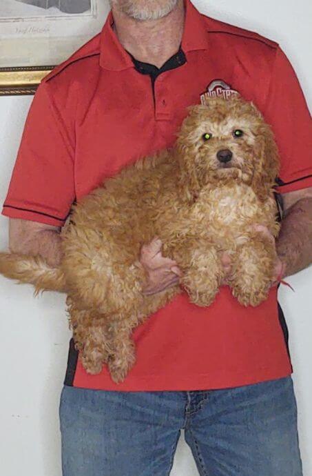 Rascal, a 12-week-old male Mini Goldendoodle.