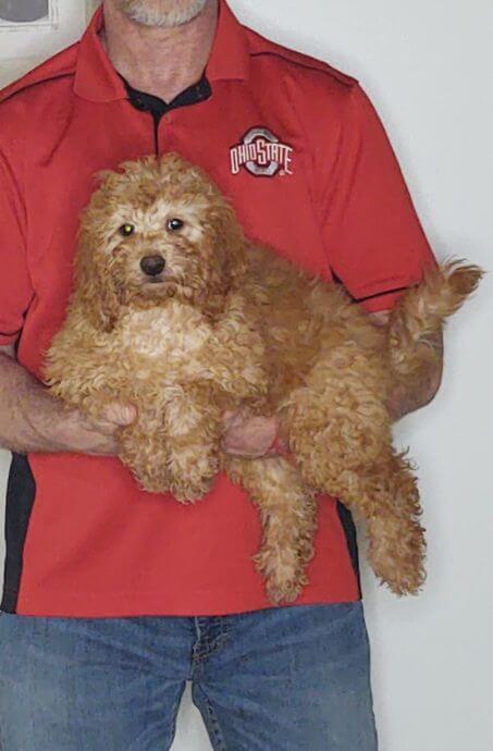 Rascal, a 12-week-old male Mini Goldendoodle.