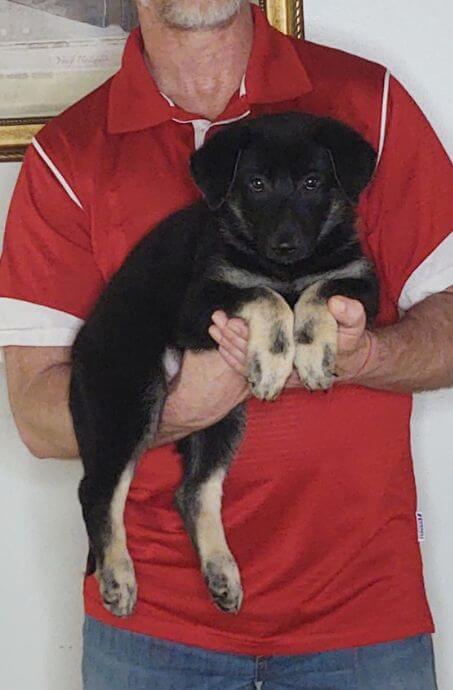 Tasha, an 8-week-old female German Shepherd mix.