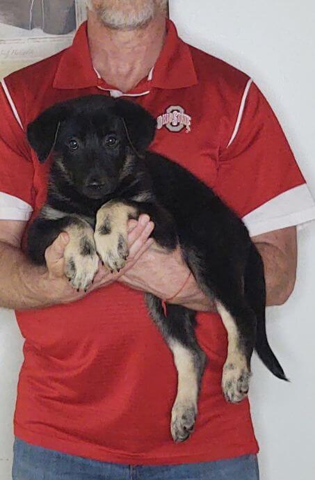 Tasha, an 8-week-old female German Shepherd mix.