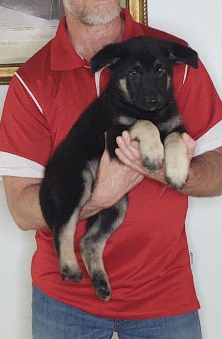 Teddy, an 8-week-old male German Shepherd mix.