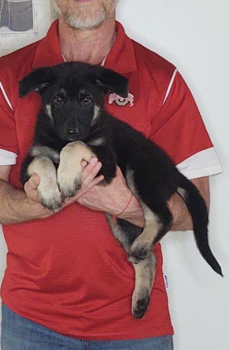 Teddy, an 8-week-old male German Shepherd mix.