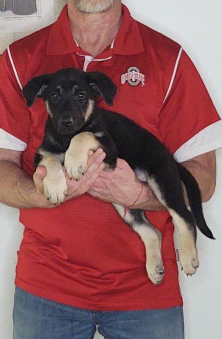 Thunder, an 8-week-old male German Shepherd mix.