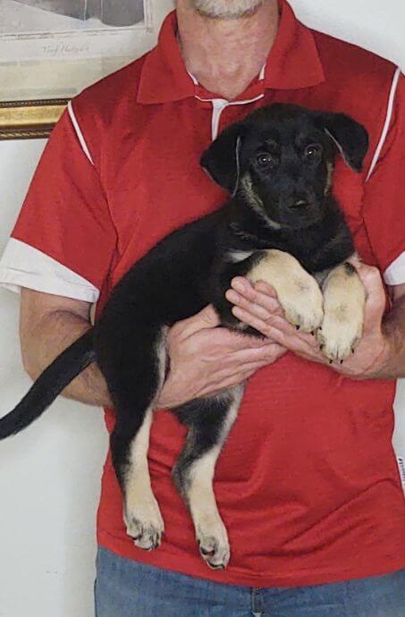 Trinity, an 8-week-old female German Shepherd mix.
