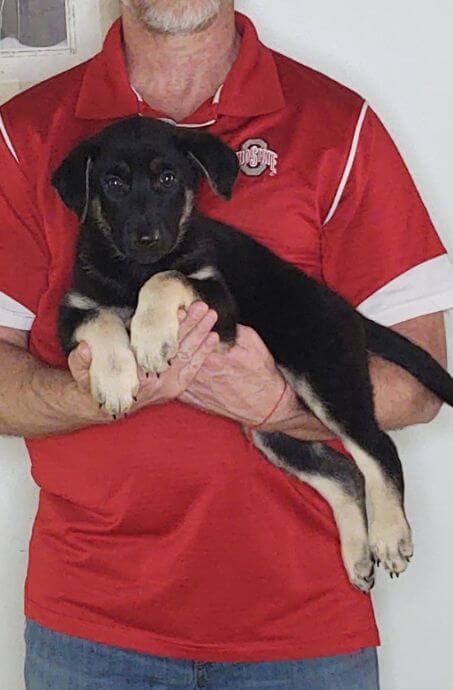 Trinity, an 8-week-old female German Shepherd mix.